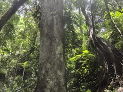 -西双版纳原始森林公园
