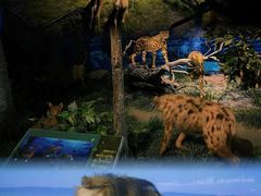 -国家自然博物馆