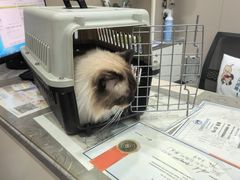 -四月宠物医院·猫专科·心脏专科·内科(转塘店)