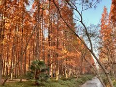 -黄海国家森林公园