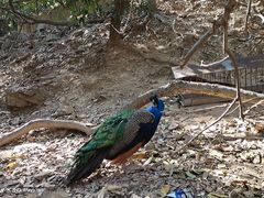 -全聚德(蓝山店)