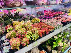 -花鸟鱼虫鲜花绿植市场(玉泉路店)