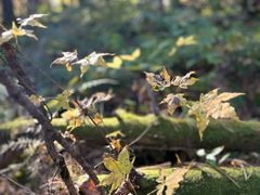 -五营红松林海景区