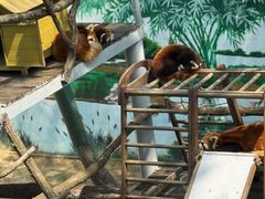 -西霞口神雕山野生动物世界