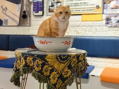 -平行世界·猫咖(首经贸店)