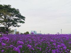 -深圳湾公园(南山区)