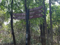 -银湖山郊野公园-相思林