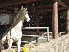 -白马涧龙池景区