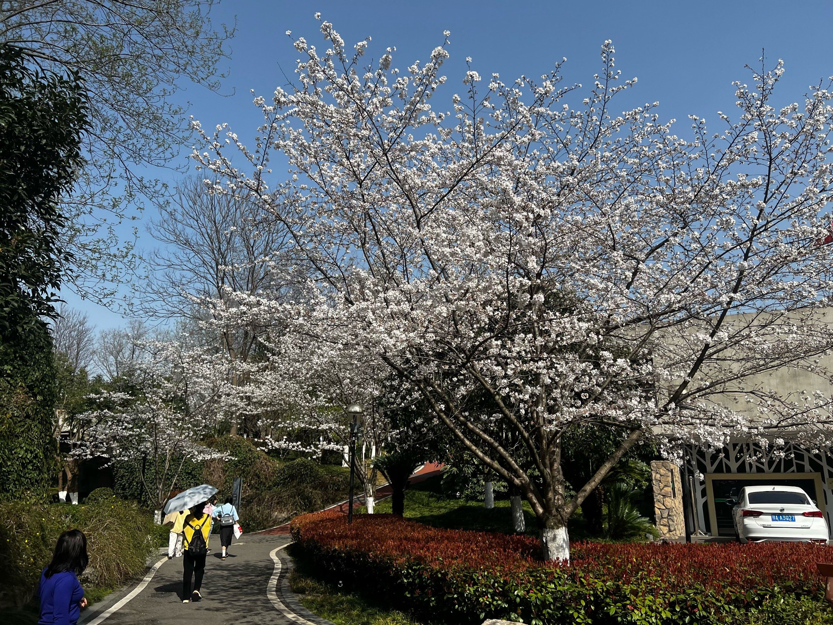 王家墩公园樱花满开