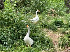 -洛阳市隋唐城遗址植物园