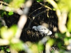 -北海金海湾红树林生态旅游区