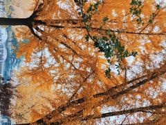 -三里屯东五街银杏大道
