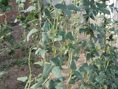 -万源龙顺度假庄园生态观光园