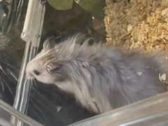 -酷以爬仙阁实体爬宠店·守宫·蜥蜴·专业繁育