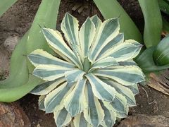 -北京植物园-展览温室