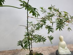 -龙华素斋(龙华路店)