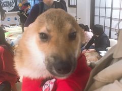 -逗柴咖啡屋·狗咖猫咖宠物桌游