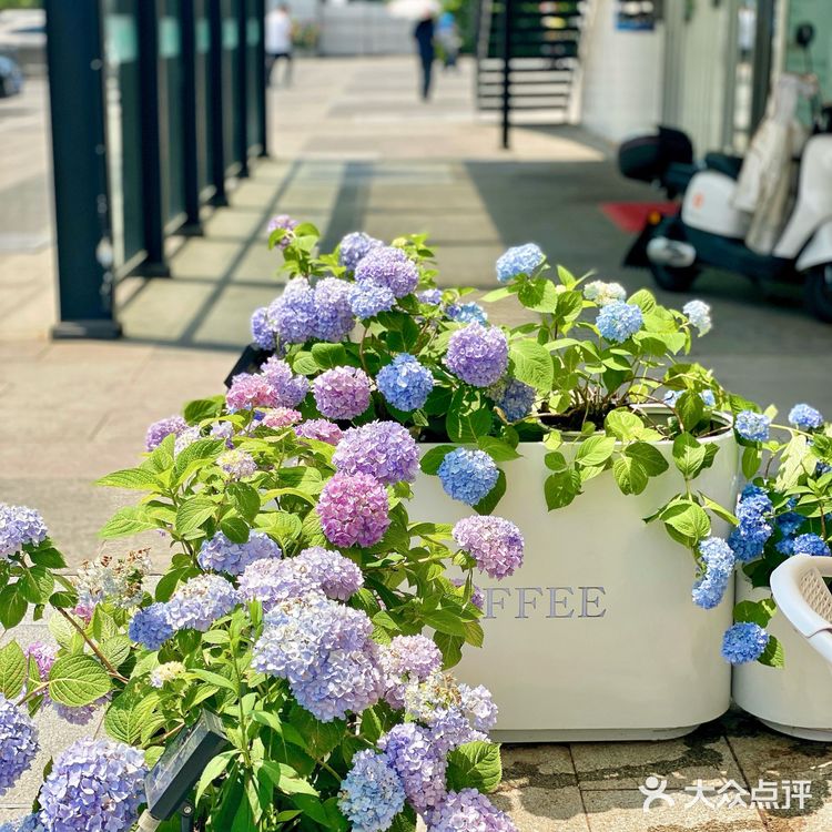 北京五道口‼️Share我的夏日森系咖啡馆🍃