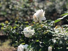 -人民公园(罗湖区)