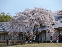 -醍醐寺