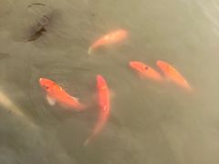 -大湾区中央湿地公园