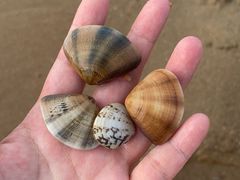-青岛第三海水浴场