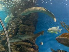 -上海海洋水族馆