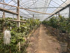 -马陆小张葡萄园农家乐