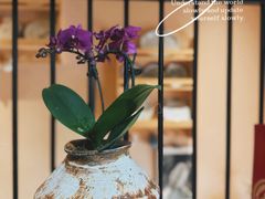 -蓝山四季西餐植物店