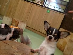 -藦茜花园宠物主题亲子互动体验馆(国顺东路店)