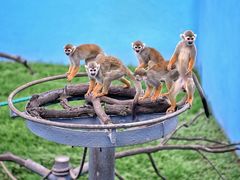 -西霞口神雕山野生动物世界