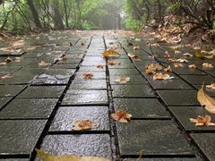 -铁山坪森林公园