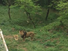 -青岛森林野生动物世界