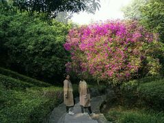 -大屏嶂森林公园