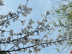 -鸡鸣赐茶(鸡鸣寺路店)