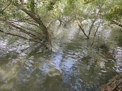 -大湾区中央湿地公园