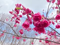 -顾村公园