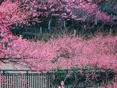 -重庆彩云湖湿地公园