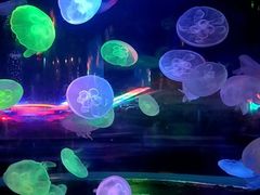 -太平洋海底世界