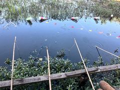 -同銮特种养殖场·龙虾垂钓