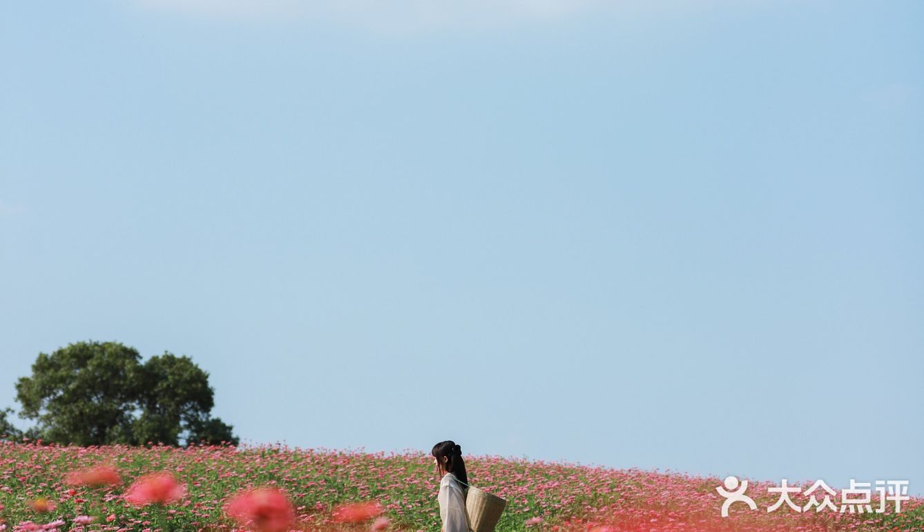 江浙沪的小京都｜无锡灵山小镇拈花湾梵天花海拍照功略