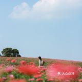 江浙沪的小京都｜无锡灵山小镇拈花湾梵天花海拍照功略