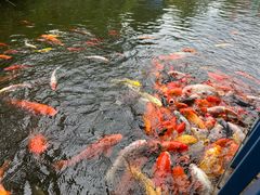 -南湖梦幻岛