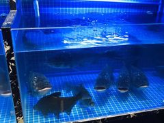 -姜君·千岛湖鱼头馆(浦东大道店)
