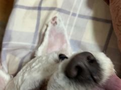 -帕帕拉兹宠物(亚洲旗舰店)