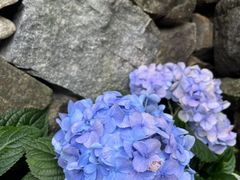 -MOJ coffee(瓯海泽雅水碓坑店)