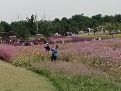 -上海滨江森林公园