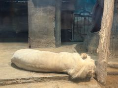 -清迈夜间动物园