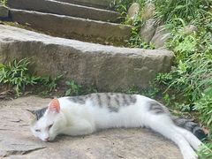 -原乡芦茨咖啡