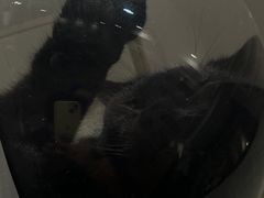 -楼上猫咖(罗湖店)